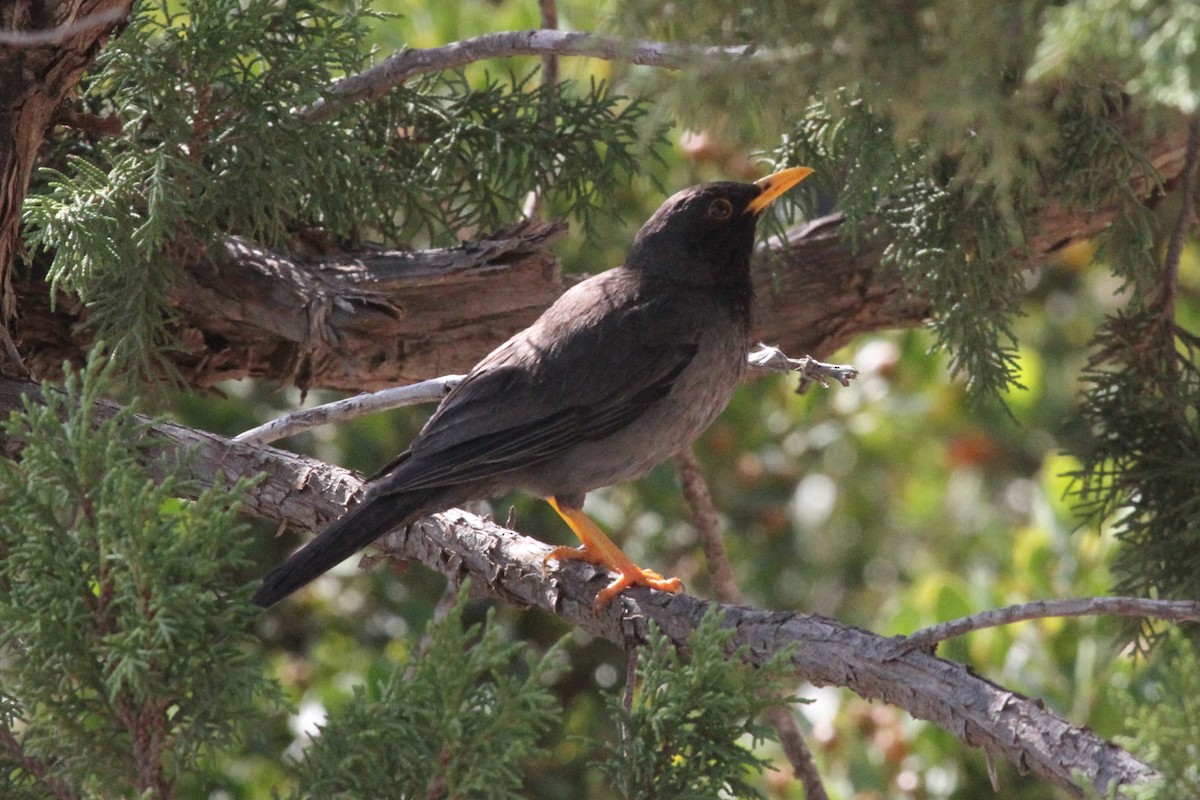 Merle de Somalie - ML287305331