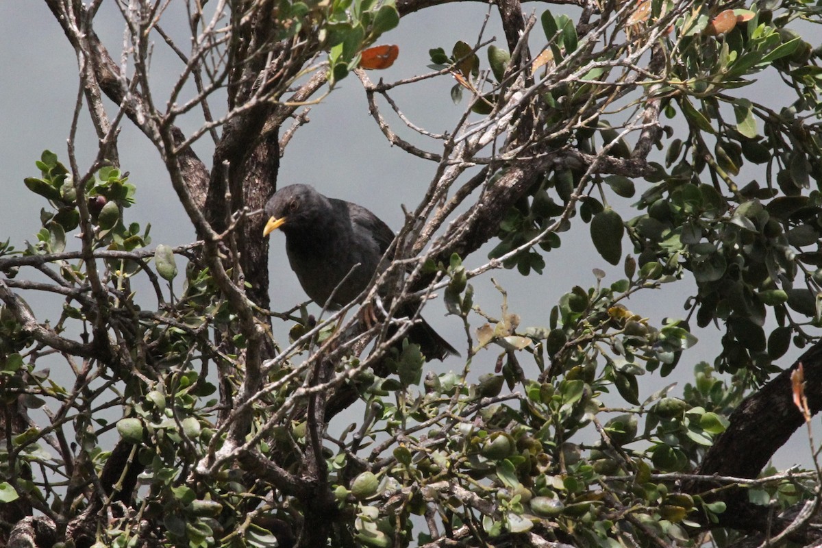 Merle de Somalie - ML287305371