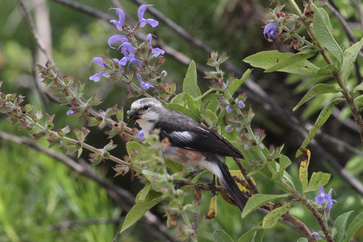 Warsangli Linnet - ML287305421