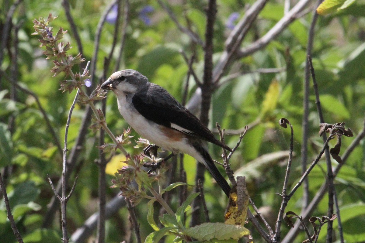Warsangli Linnet - Charles Davies