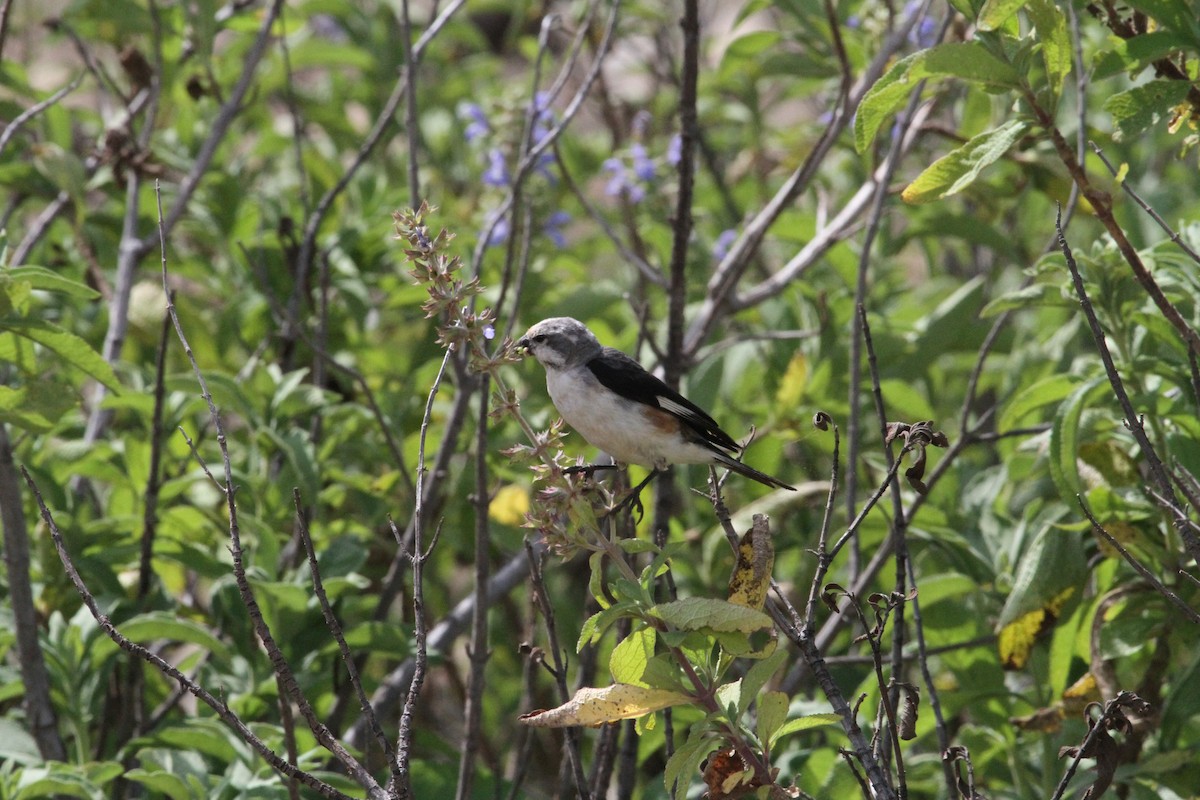 Warsangli Linnet - ML287305511