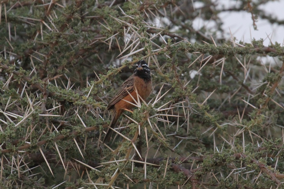 Cinnamon-breasted Bunting - Charles Davies