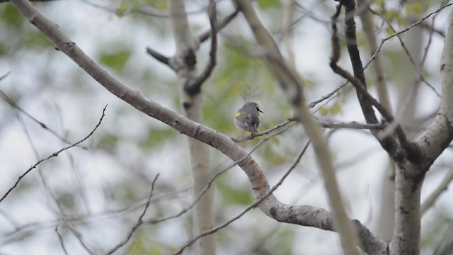 Golden-winged Warbler - ML287307831