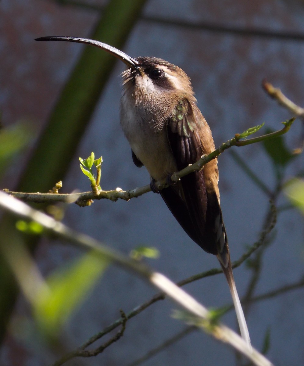 Long-billed Hermit - Victor Gamez