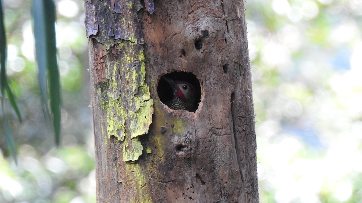 Golden-olive Woodpecker - ML287309901