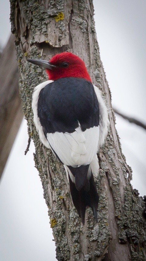 Carpintero Cabecirrojo - ML28731021