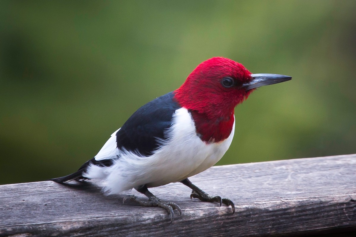 Carpintero Cabecirrojo - ML28731041