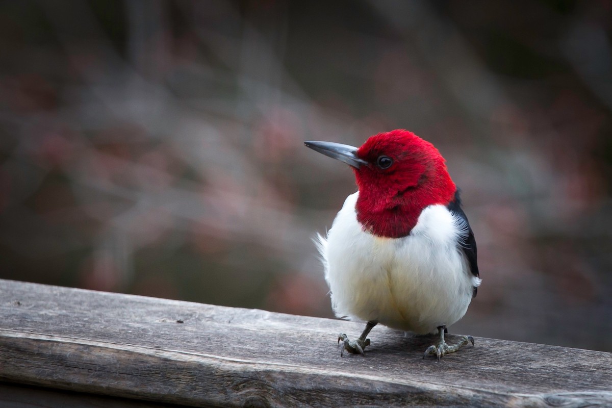 Carpintero Cabecirrojo - ML28731061