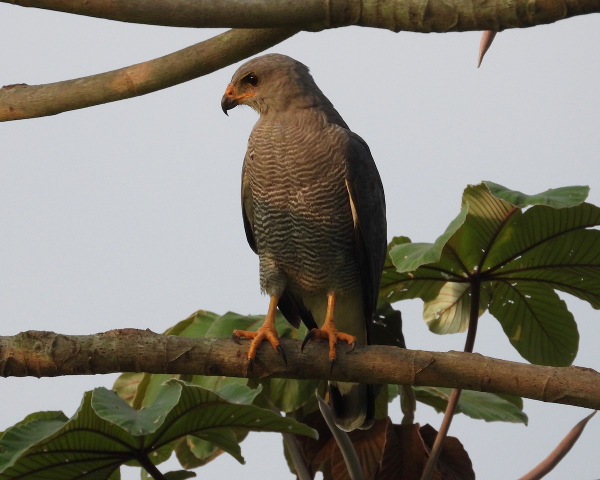 Gray Hawk - ML287310831