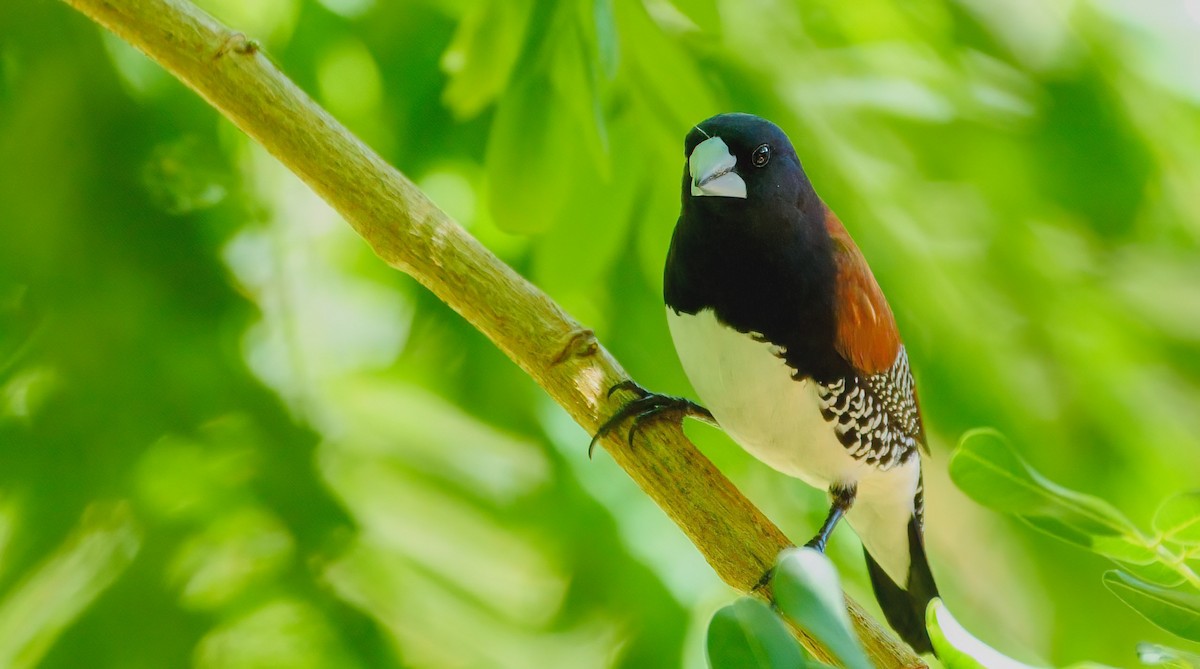 Black-and-white Mannikin (Red-backed) - ML287311601