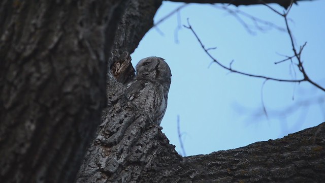 Eastern Screech-Owl - ML287312101