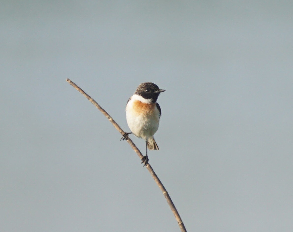 Amur Stonechat - Thura  Soe Min Htike