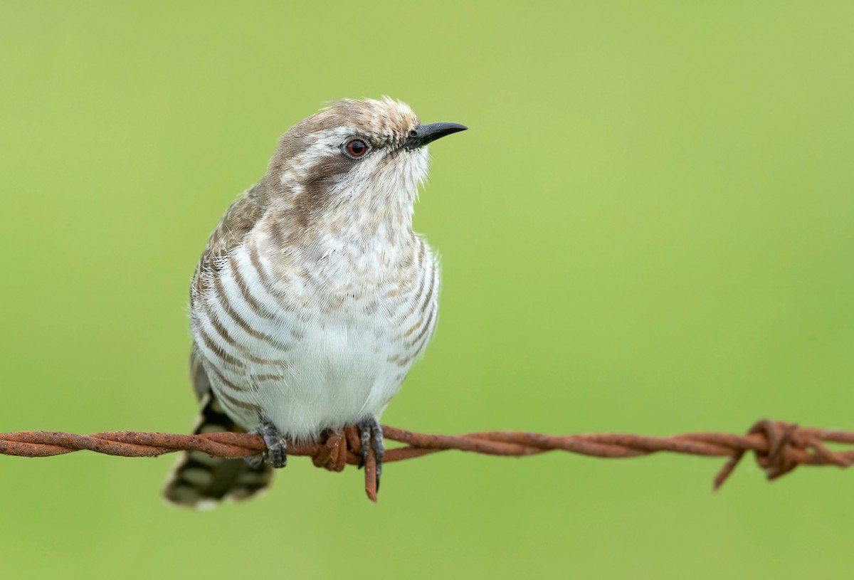 Horsfield's Bronze-Cuckoo - ML287312851