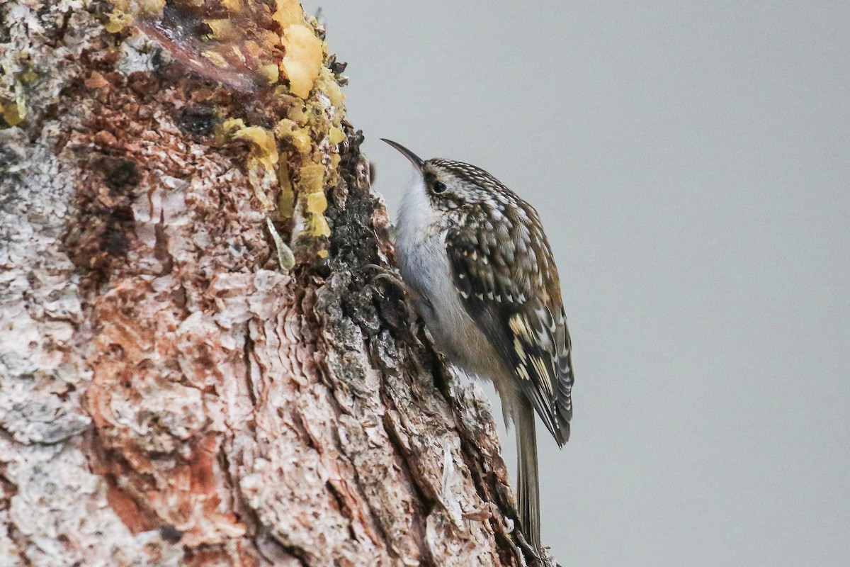 Brown Creeper - ML287314241