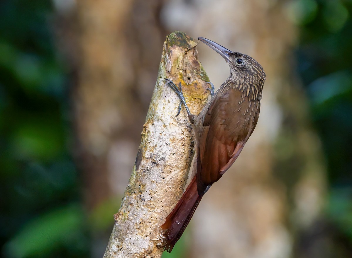 Cocoa Woodcreeper - Mike Melton