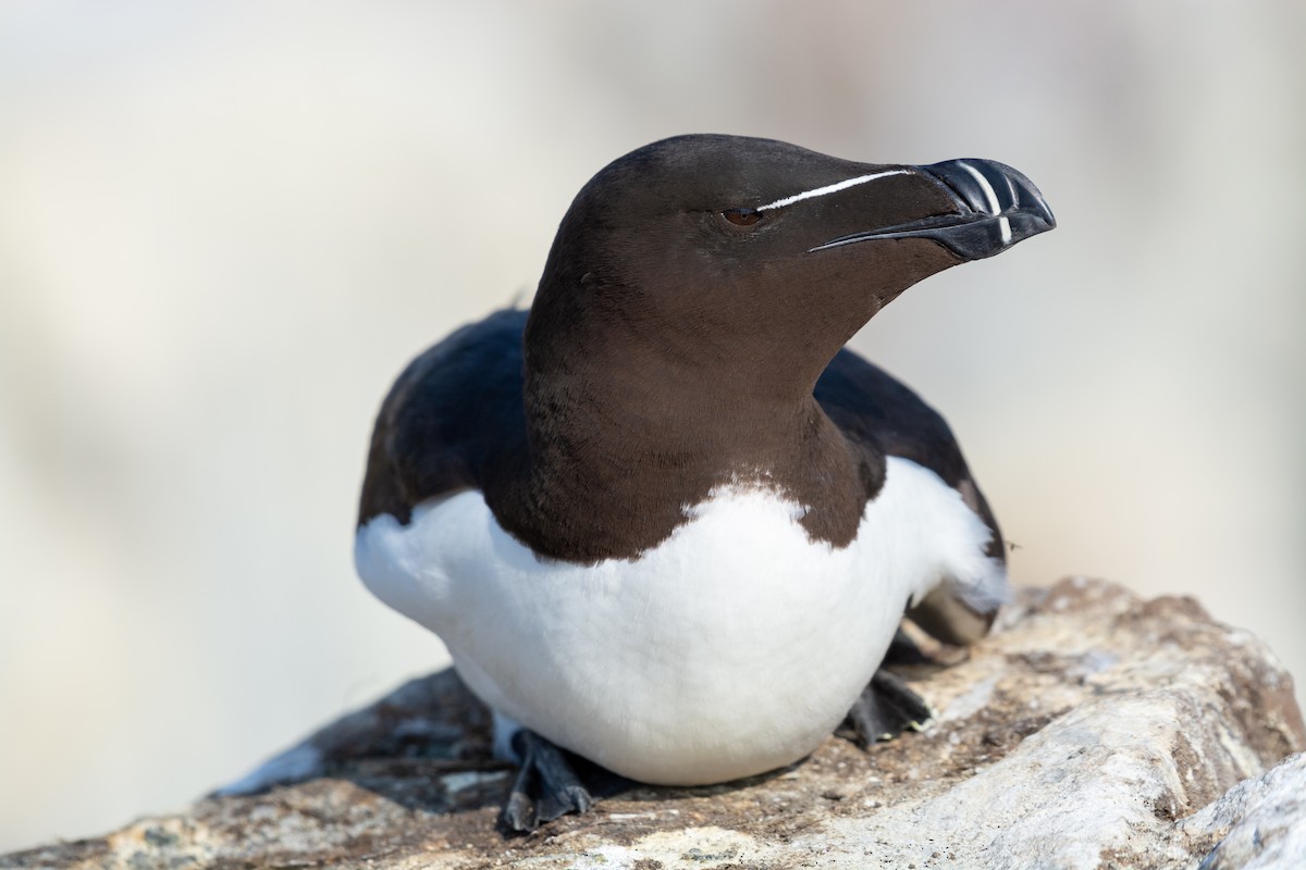 Razorbill - Joshua Brown