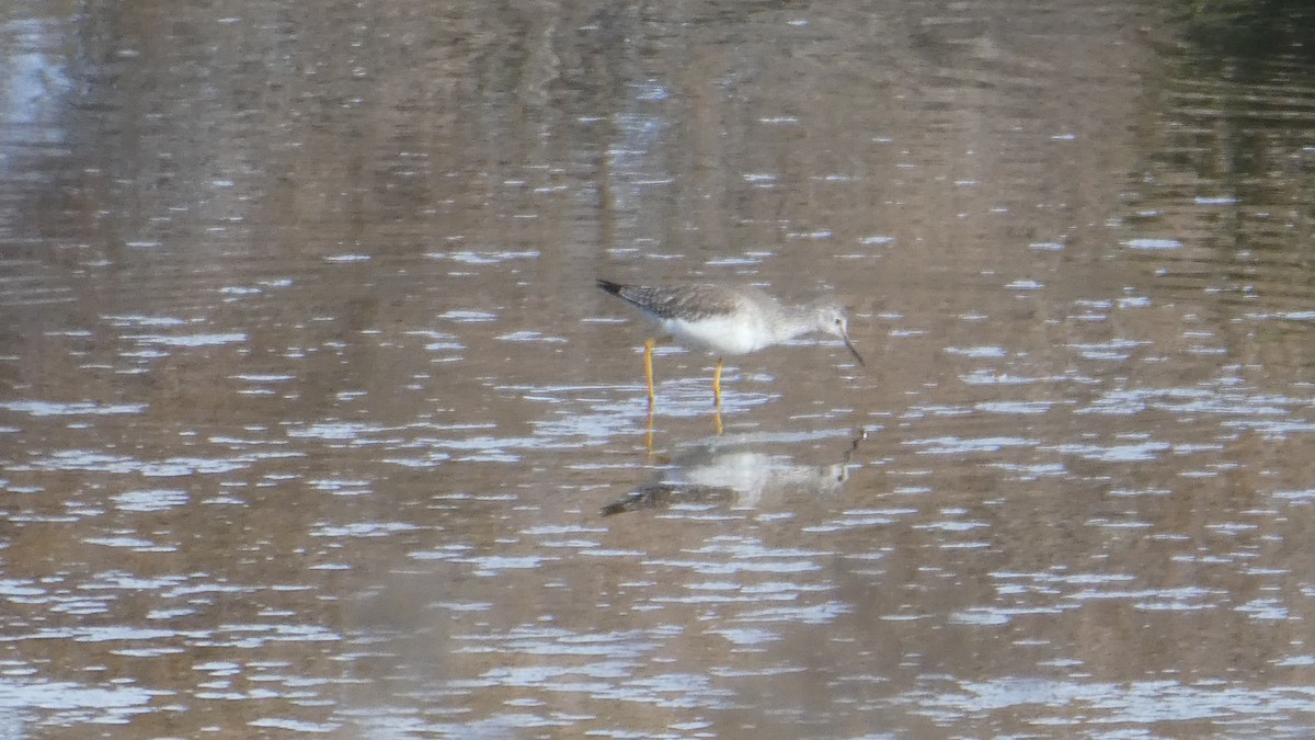 Lesser Yellowlegs - ML287315881