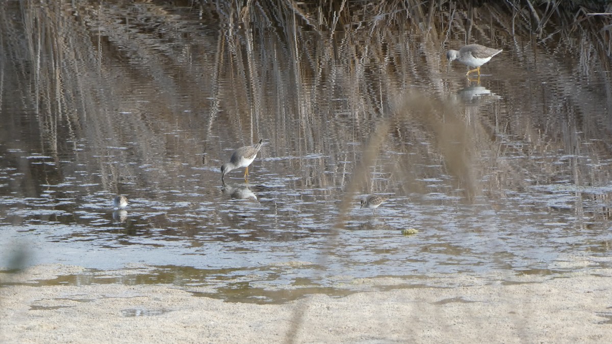 Lesser Yellowlegs - ML287315891