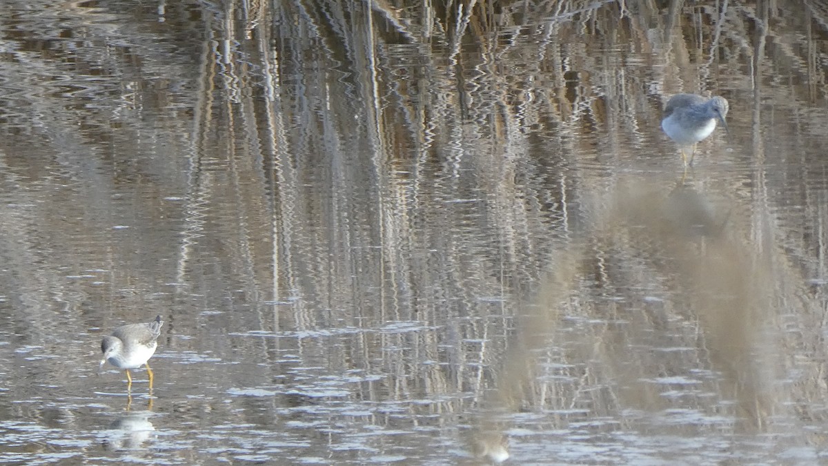 Lesser Yellowlegs - ML287315911