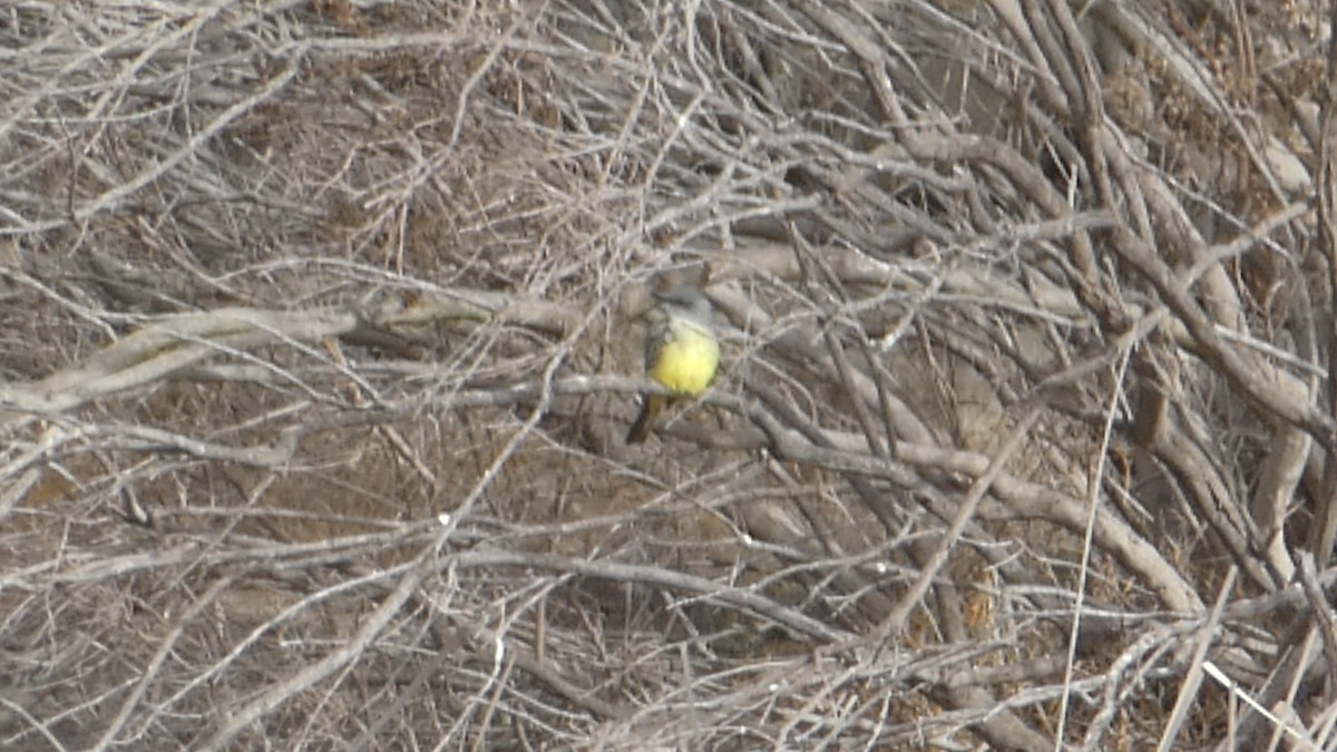 Tropical Kingbird - ML287316121