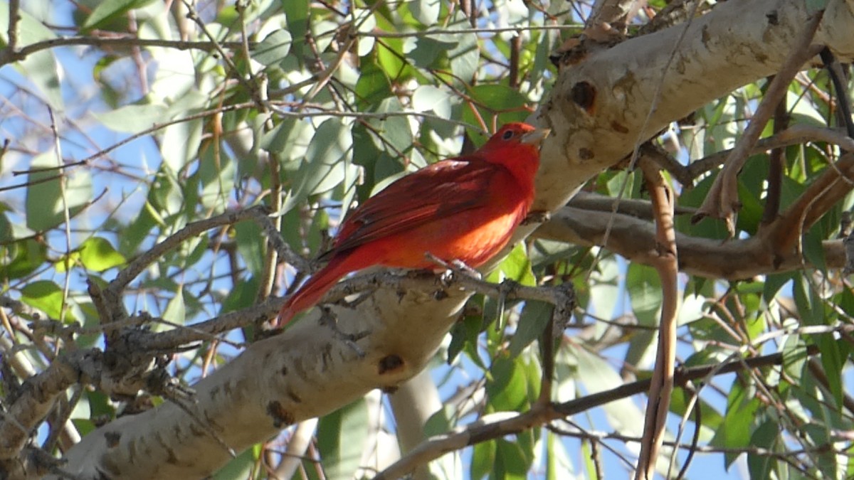 Summer Tanager - ML287316171