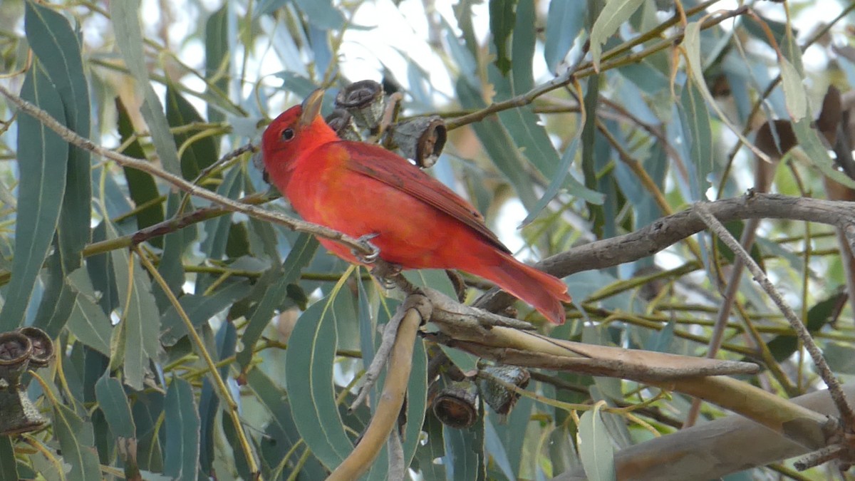 Summer Tanager - ML287316181