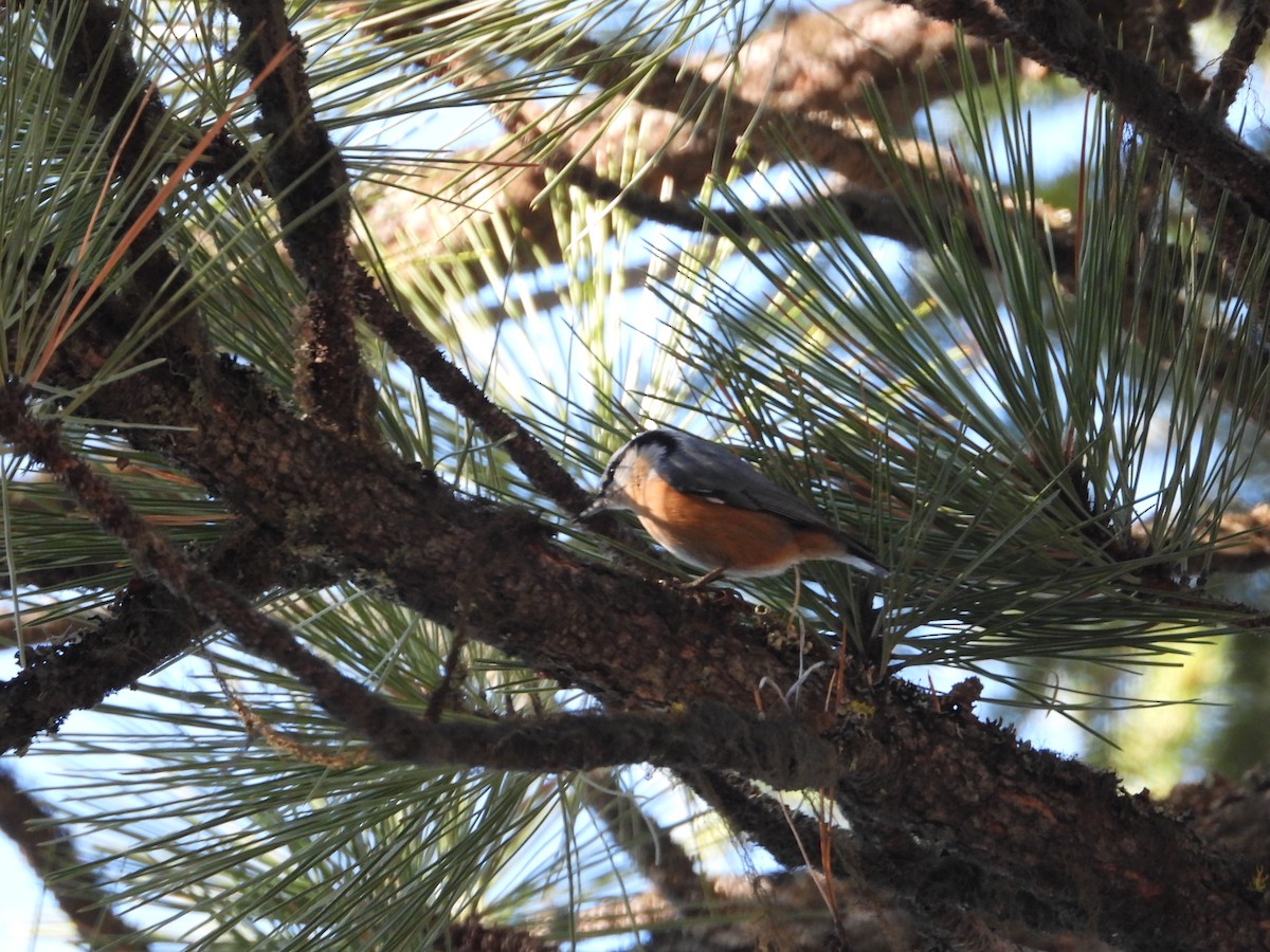 Red-breasted Nuthatch - ML287317521