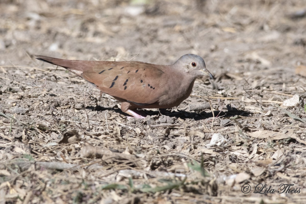 Ruddy Ground Dove - Lila Theis