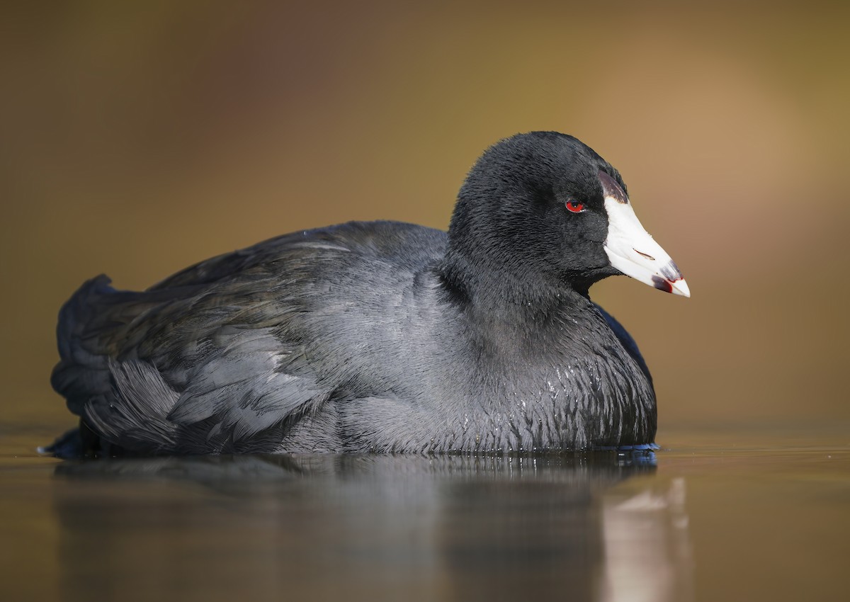 American Coot - ML287320721