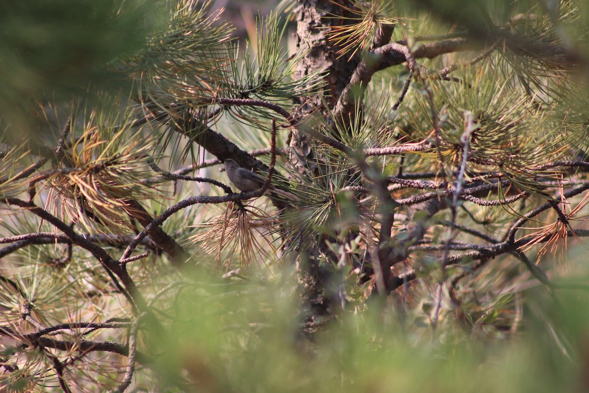 Bushtit - ML287320771