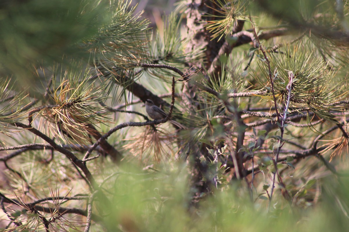 Bushtit - ML287320791