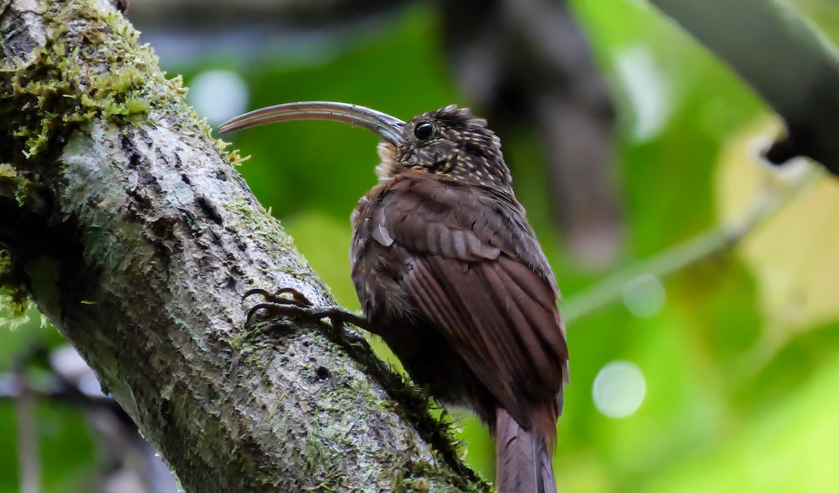 Brown-billed Scythebill - Mike Melton