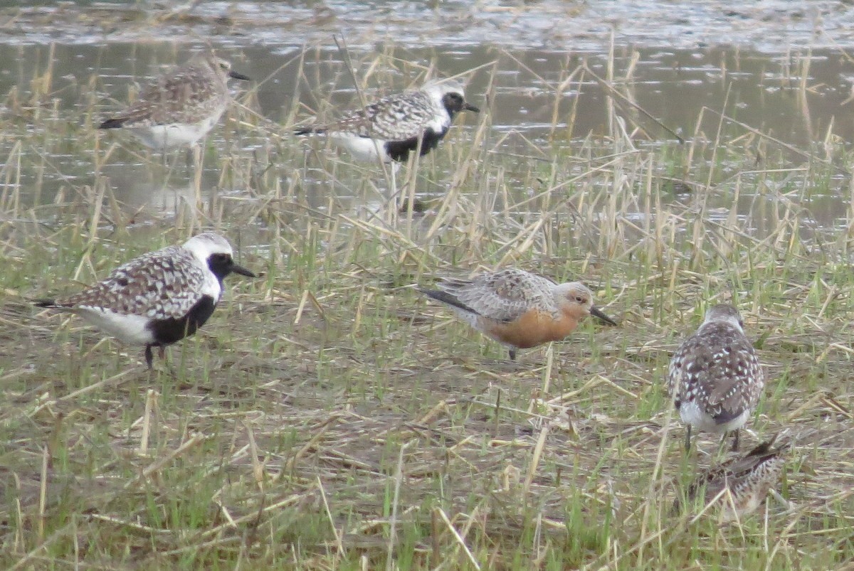 Red Knot - ML28732581