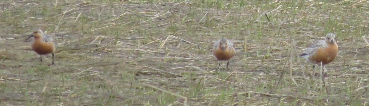 Red Knot - ML28732651