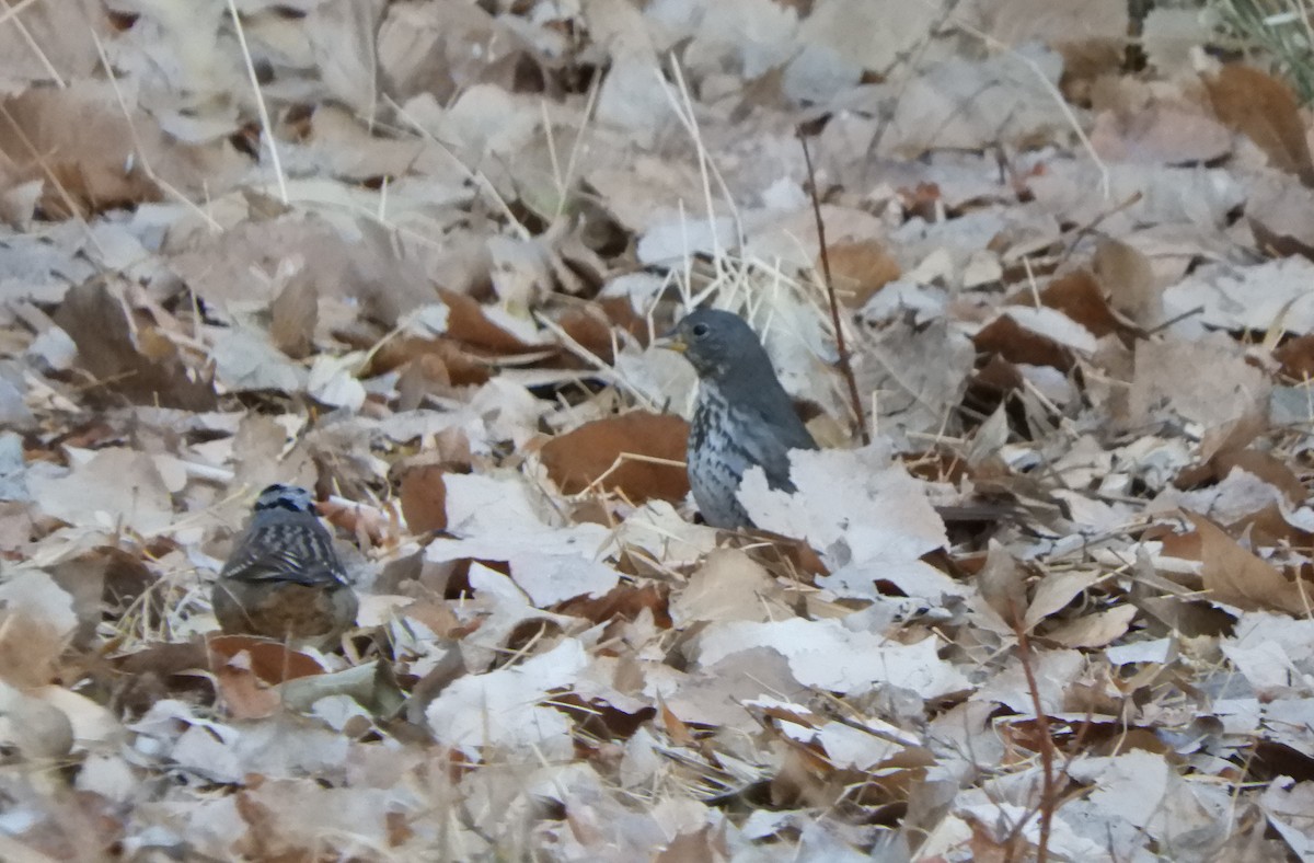 Fox Sparrow (Slate-colored) - Bill Hunt