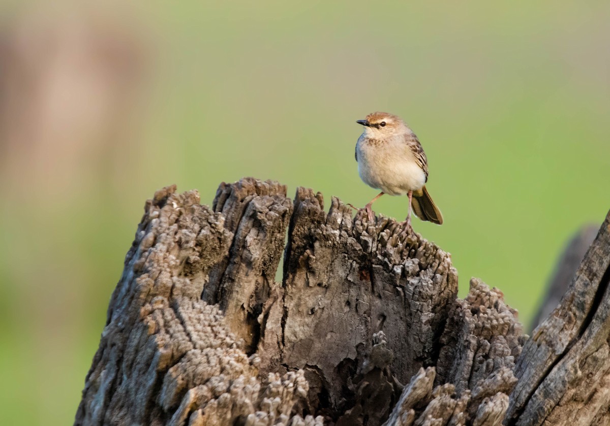 Rufous Songlark - ML287327771