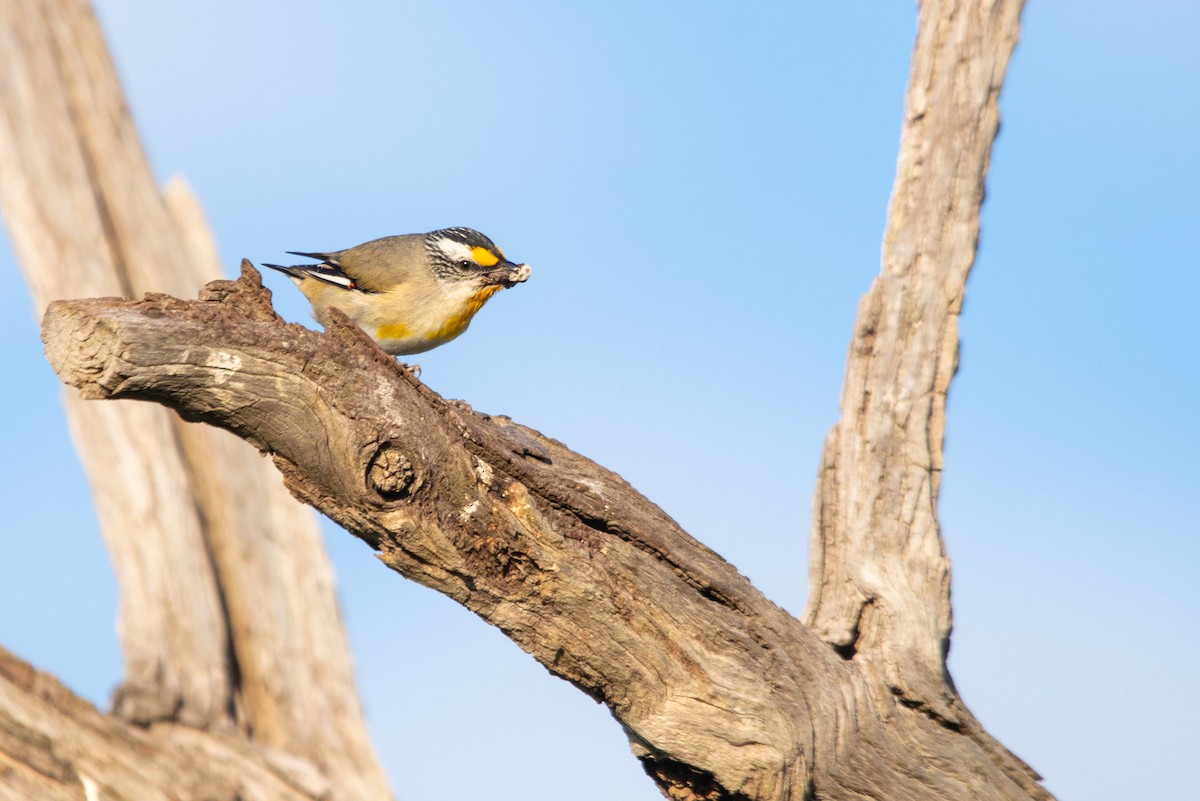 Striated Pardalote - ML287327791