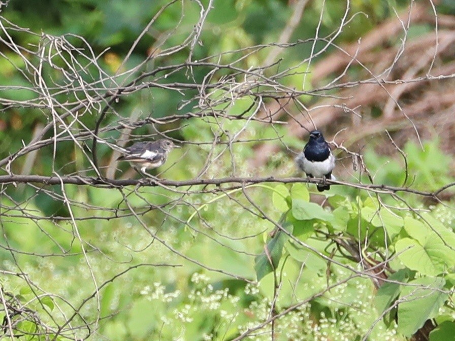 Oriental Magpie-Robin - Swamy HKM
