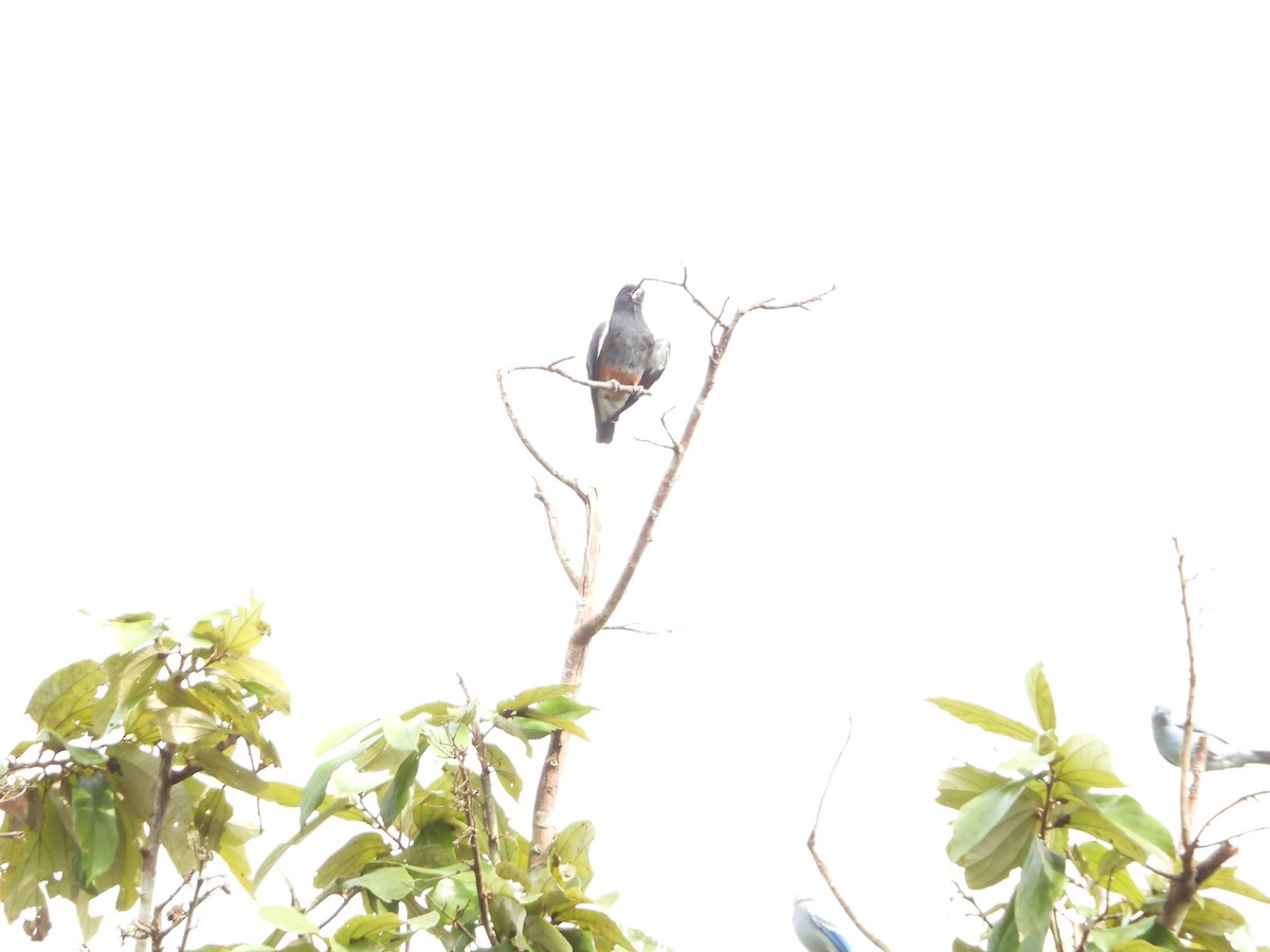 Swallow-winged Puffbird - Howard Friedman