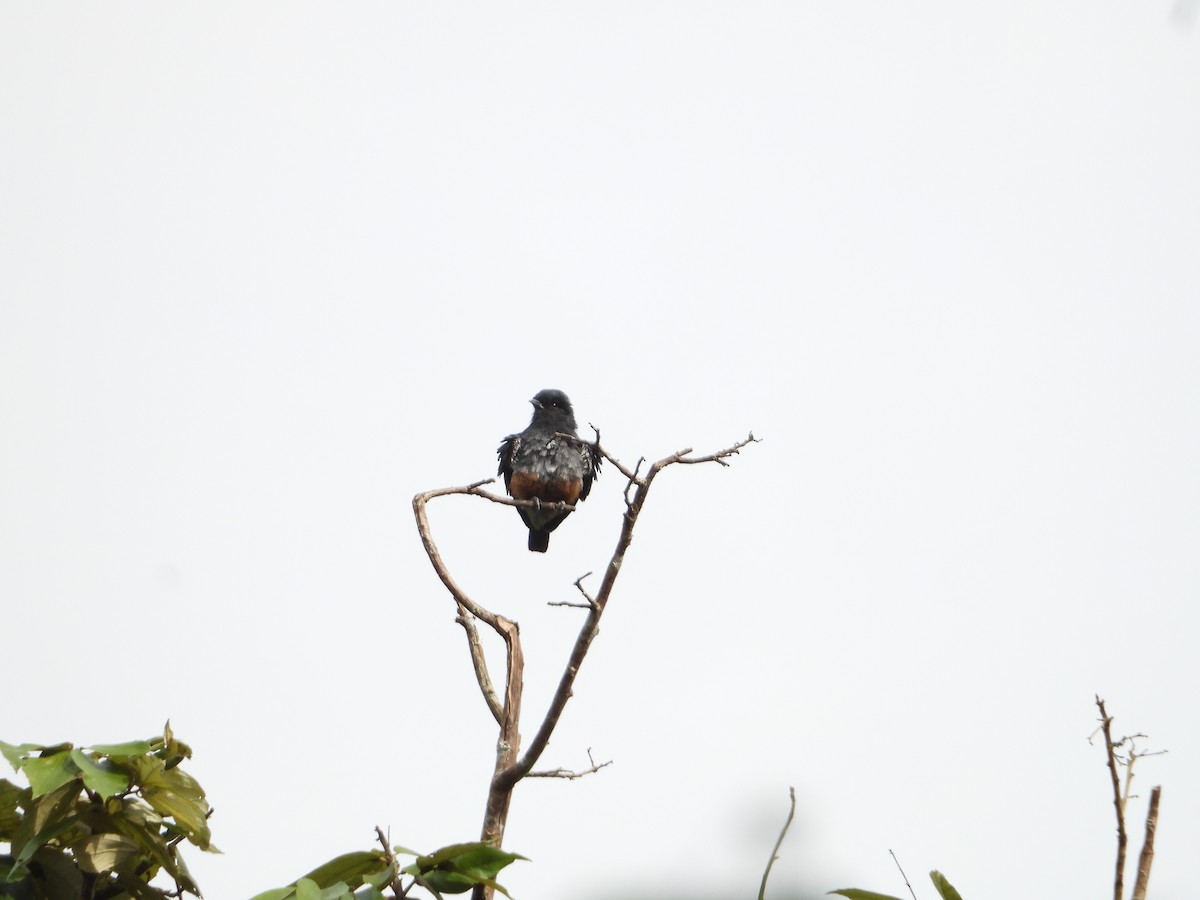 Swallow-winged Puffbird - Howard Friedman