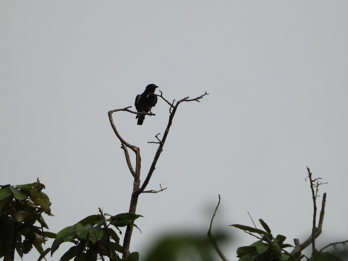 Swallow-winged Puffbird - Howard Friedman