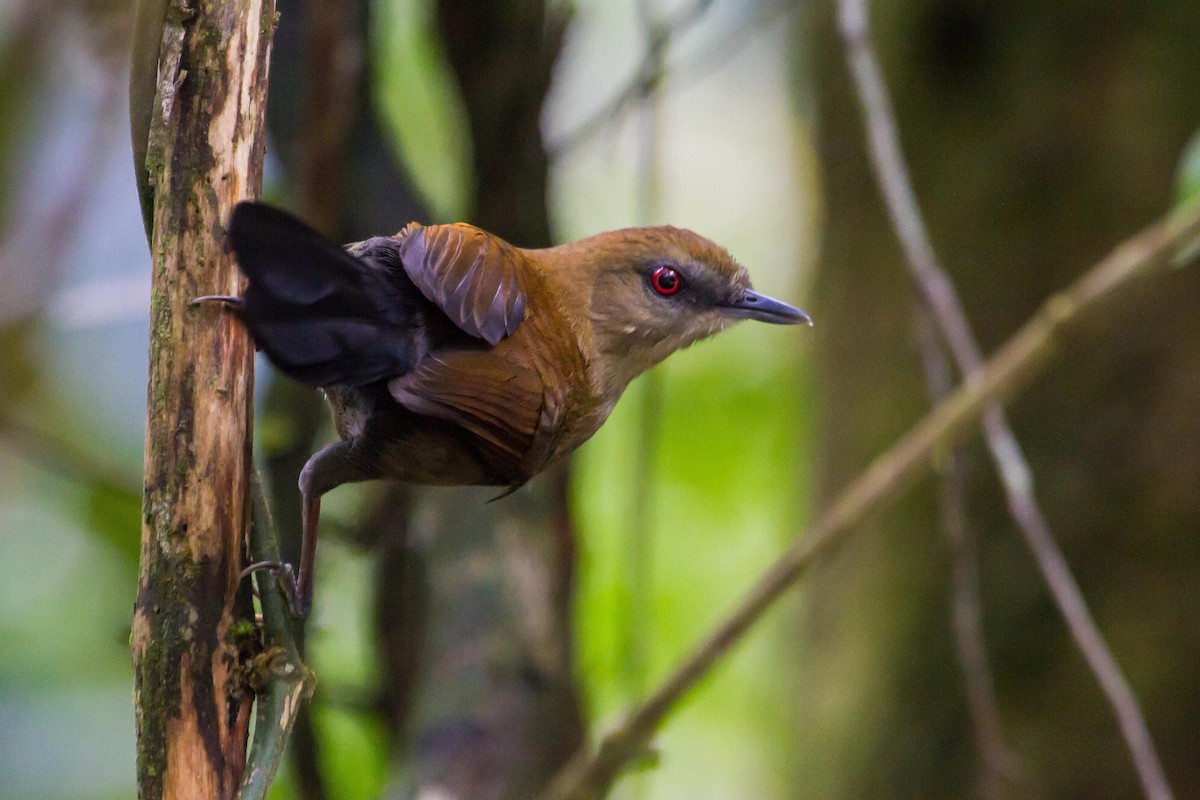 White-shouldered Fire-eye - Zé Edu Camargo