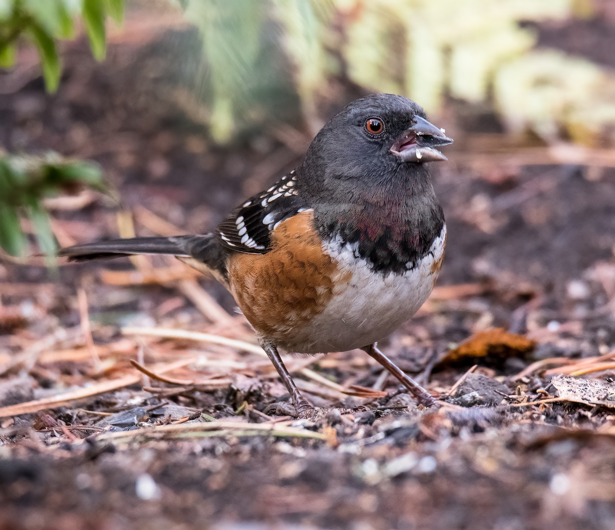 Spotted Towhee - Terry Karlin