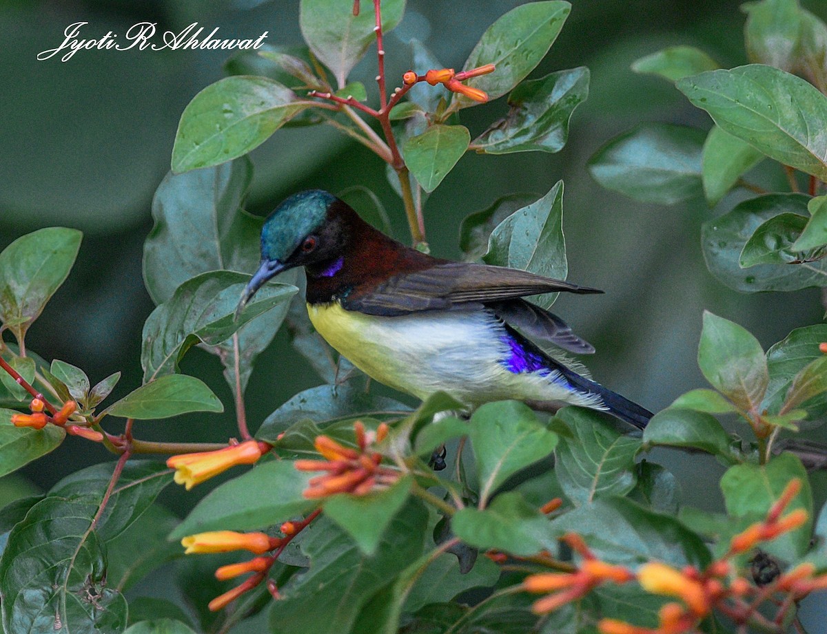 Purple-rumped Sunbird - ML287329321