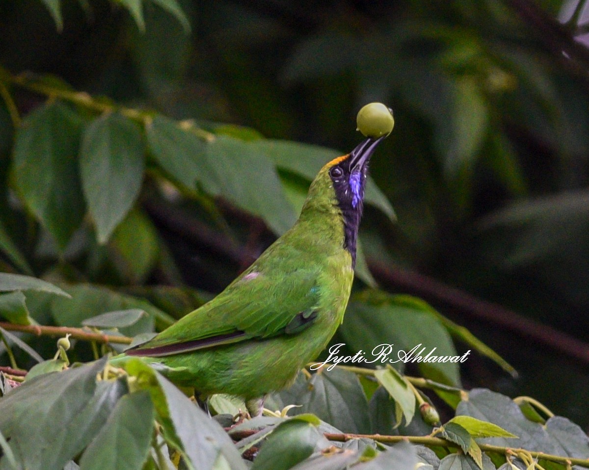 Golden-fronted Leafbird - ML287329401