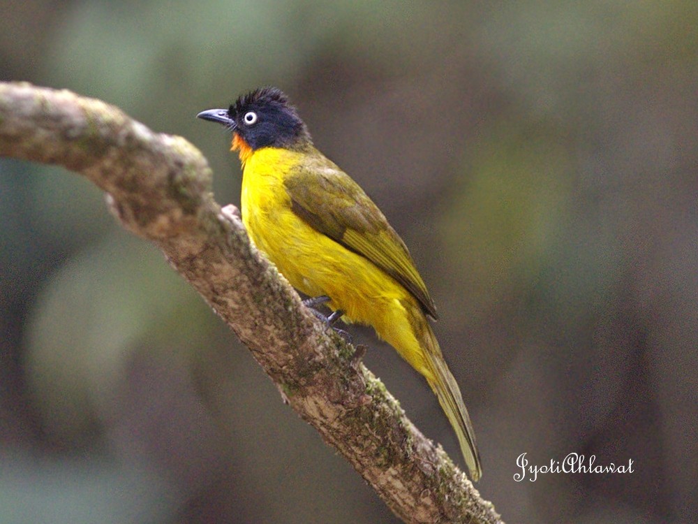 Flame-throated Bulbul - ML287329521
