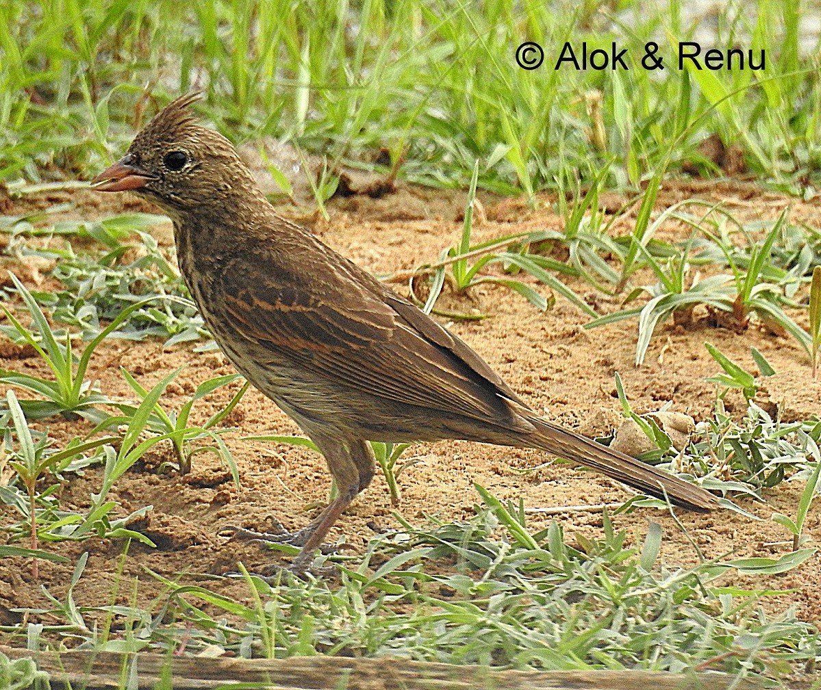 Crested Bunting - ML287329601