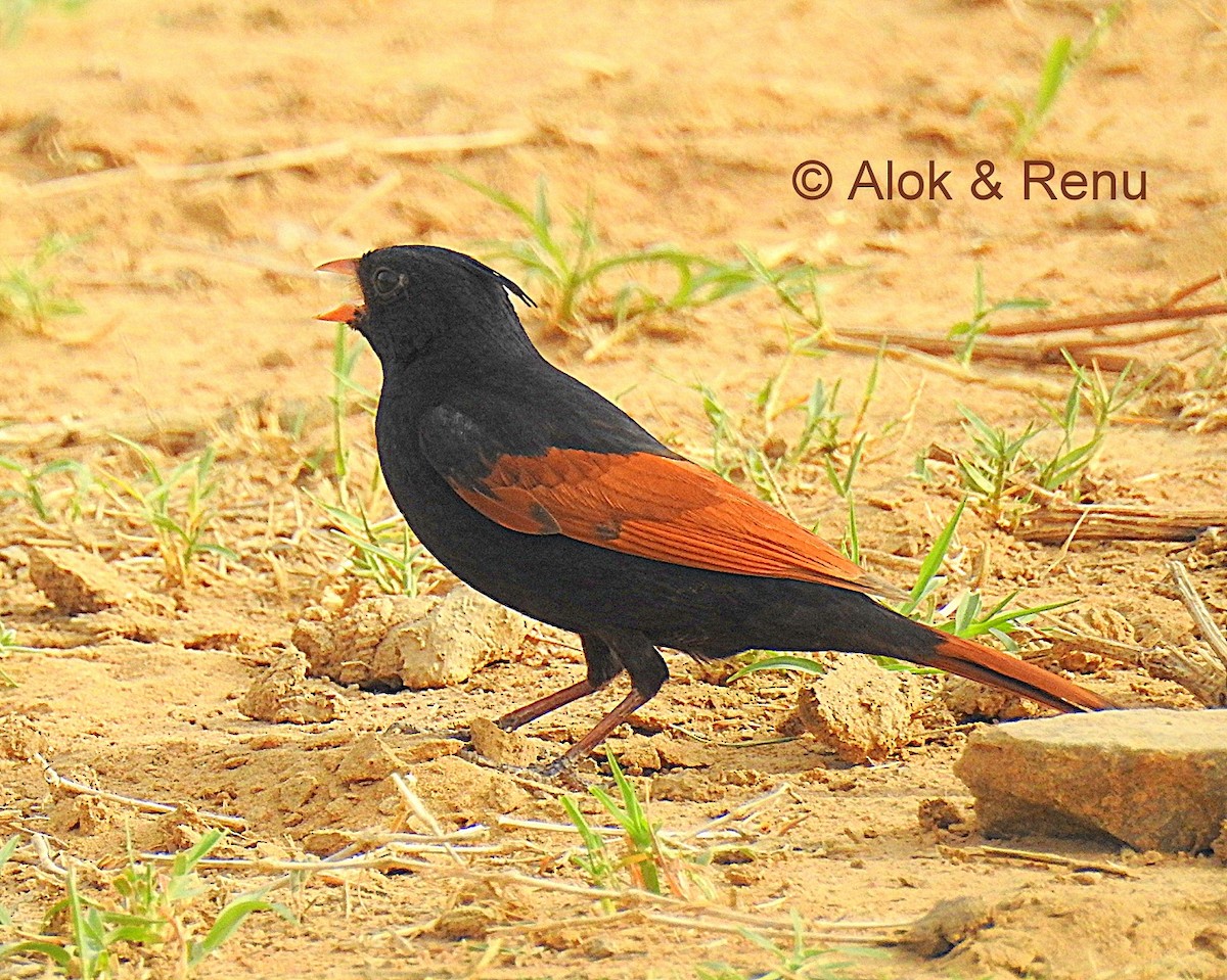 Crested Bunting - Alok Tewari