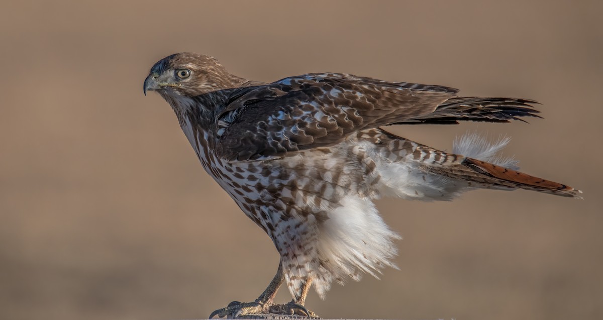 Red-tailed Hawk - ML287332141
