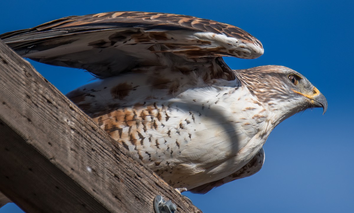 Ferruginous Hawk - ML287332351